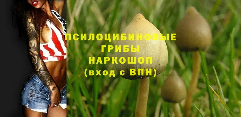 хочу наркоту  Тольятти  Псилоцибиновые грибы Psilocybine cubensis 